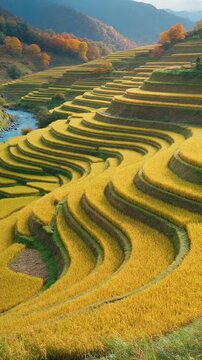 Golden Terraced Rice Fields in Autumn Mountains Generative AI