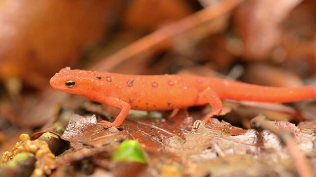 Close Up of Red Eft on Forest Floor in Shenandoah National Park