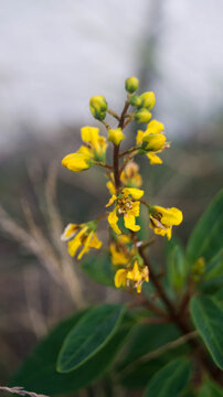 The flowers in the image are identified as Galphimia glauca. This plant is commonly known by several names, including:&nbsp;Rain of Gold, Golden Showers, Thryallis, or Slender Gold Shower. 