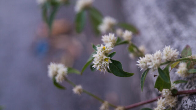 The plant in the image is identified as Alternanthera sessilis, commonly known as sessile joyweed or dwarf copperleaf. Taken from Las Pinas, NCR, Philippines.