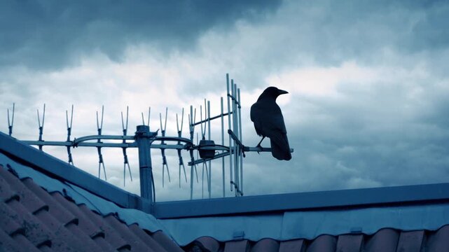 Bird Flies Off Roof In Stormy Weather
