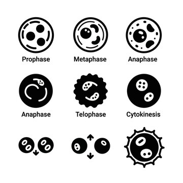 Cell Division Stages: Mitosis and Cytokinesis Icons