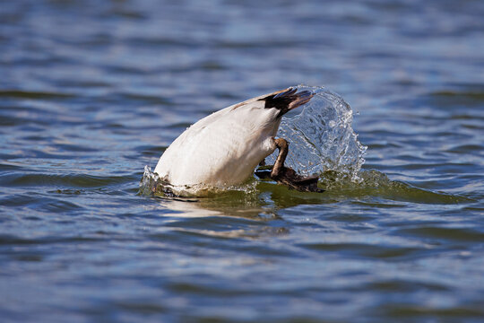Male Canvasback Duck, Aythya valisineria, Diving Sequence 4 of 6