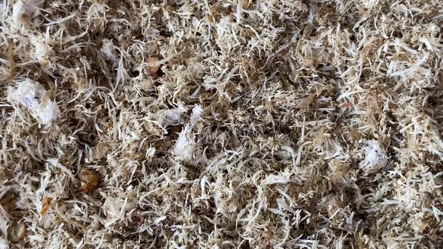 Mass of Fresh Grated Coconut Substrate with Wriggling BSF Larvae Maggots