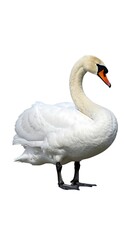 Obraz premium A white swan standing on a plain surface