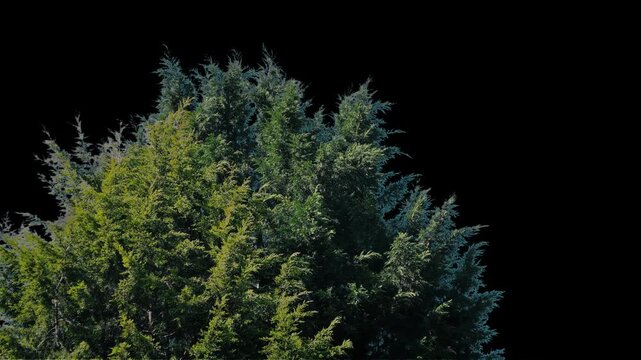 Isolated Bushy Pine Tree In Breeze Pre-Keyed With Alpha Channel