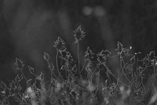 Sumac tree with seeds on tree in calm black and white during fall season in Texas nature.