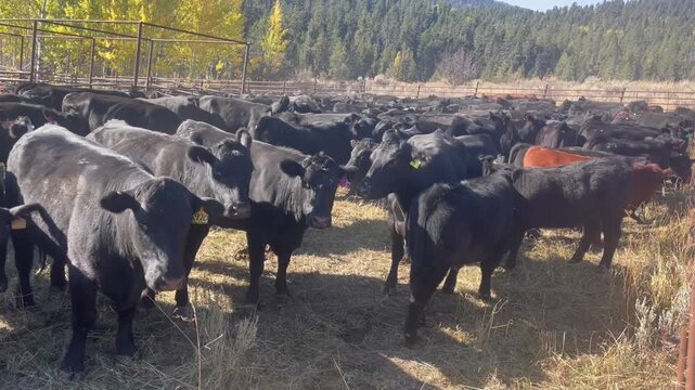 black Angus cows and calves in mountain corrals