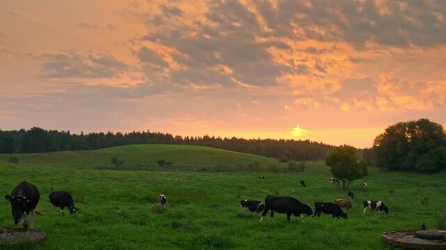 rural sunset footage of green fields with healthy cows grazing on green grass. 