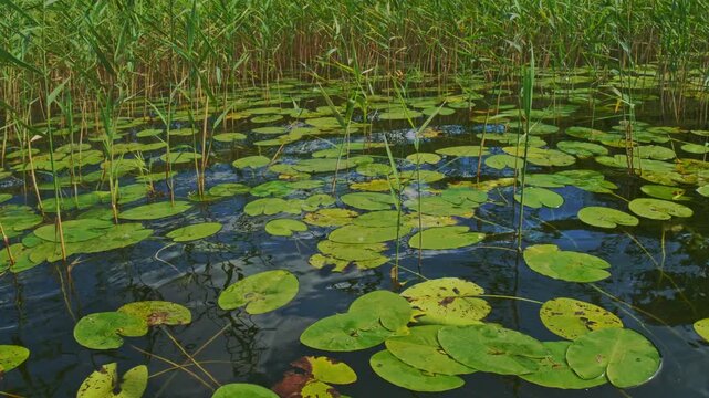 kayaking point of view footage of lakeside grass and water Lilies 