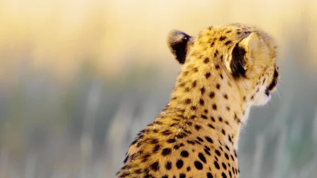 South African Cheetah Sitting On The Grassy Plain In Africawhilst Turning