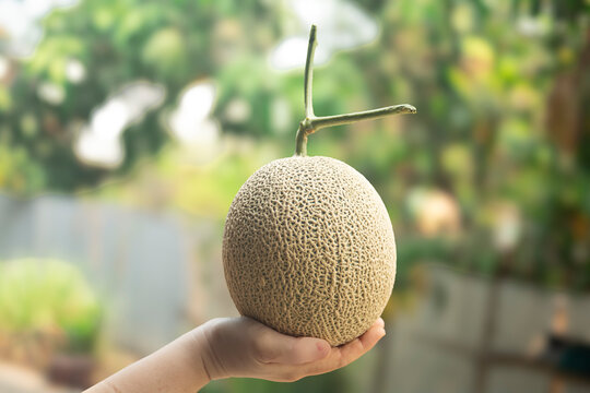 Cantaloupe melons in hand on blurred background.