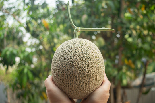 Cantaloupe melons in hand on blurred background.