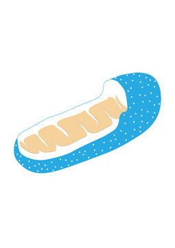 Mitochondria