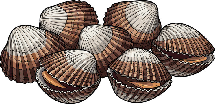 Clam Shells and Seafood Illustration Set Featuring Open and Closed Scallop Shells for Marine Life, Seafood, and Culinary Designs