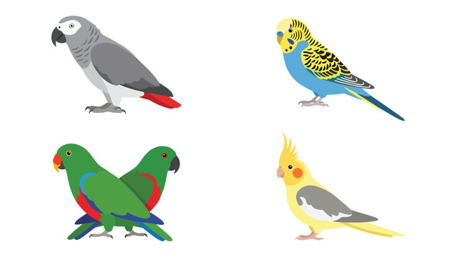 Collection of Popular Pet Parrots and Parakeets Vector Illustrations