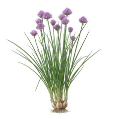 Fototapeta premium Isolated chive plant with purple flowers, green leaves, and detailed roots on a transparent background.