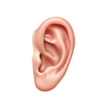 A human ear with visible outer and inner structures