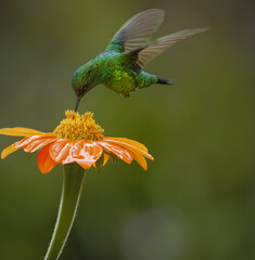 Obraz premium Green hummingbird feeding on vibrant orange flower with water droplets, close-up wildlife photography