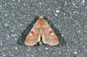 オオバコヤガ（北海道・鶴居村）  © 愛 高行