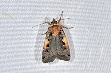 シロモンヤガ（北海道・鶴居村）  © 愛 高行