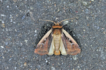 マエジロヤガ（北海道・鶴居村）  © 愛 高行