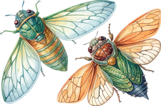 Cicada Watercolor, Singing Insect Clipart, Isolated Vector Illustration