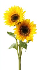 Fototapeta premium Beautiful sunflowers captured in bright natural light