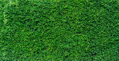 Fototapeta premium Small green leaves in hedge wall texture background. Closeup green hedge plant in garden. Eco evergreen hedge wall. Natural backdrop. Beauty in nature. Green leaves with natural pattern wallpaper.