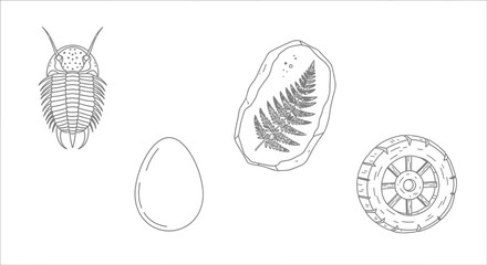 Trilobite fossils on white background. © yuppi