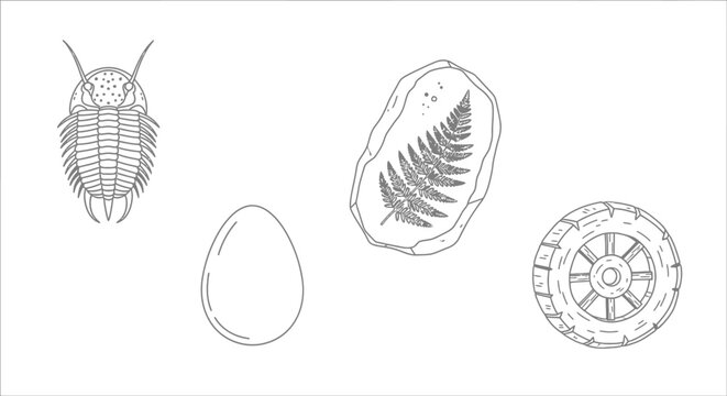Trilobite fossils on white background.