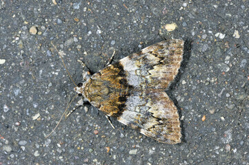 エゾシロシタバ（北海道・鶴居村）  © 愛 高行