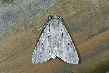 オオケンモン（北海道・鶴居村）  © 愛 高行