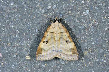 クビグロクチバ（北海道・鶴居村）  © 愛 高行