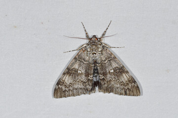 ムラサキシタバ（北海道・鶴居村）  © 愛 高行