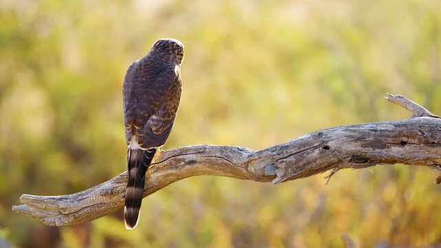Close up of a Gabar goshawk (Micronisus gabar) perched on a tree branch