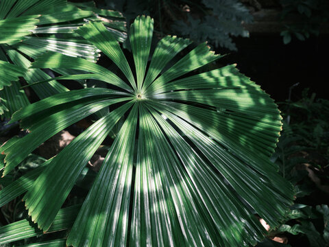 Deep green tropical foliage in the sunlight