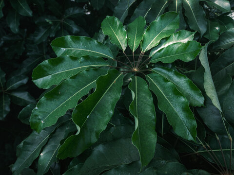 Tropical plant green leaves with dew drops