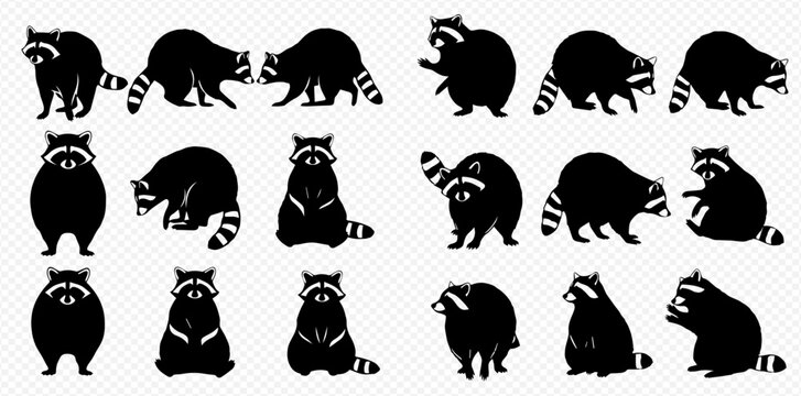 Set of black raccoon silhouettes in various poses, featuring a striped tail and masked face, isolated on a transparent background.