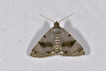 クロミツボシアツバ（北海道・鶴居村）  © 愛 高行