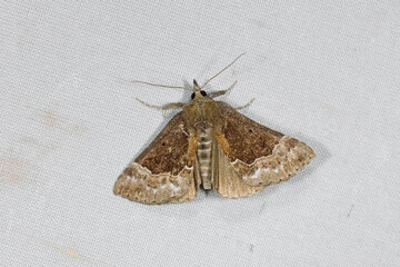 シラクモアツバ（北海道・鶴居村）  © 愛 高行