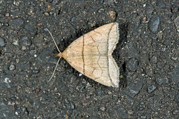 ツマオビアツバ（北海道・鶴居村）  © 愛 高行