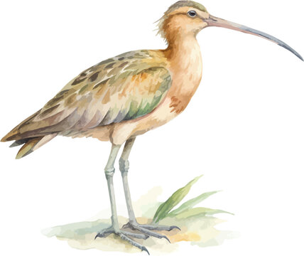 Watercolor Curlew Bird Illustration, Long Beak Shore Bird Art vector isolated on white background