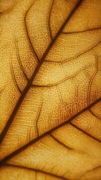 Extreme macro of a translucent golden dried leaf with sunlight illuminating the intricate vein patterns.