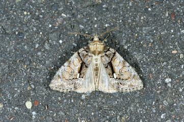 ホソバネグロヨトウ（北海道・鶴居村）  © 愛 高行