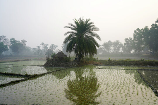 Solitary Palm Tree and Thatched Hut Reflected in Misty Rice Paddy Field at Dawn