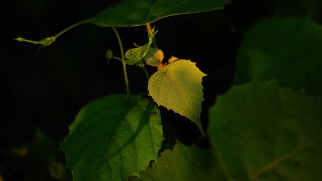 A video showcasing a small green frog sitting on a yellow leaf in a dark environment surrounded by large green leaves