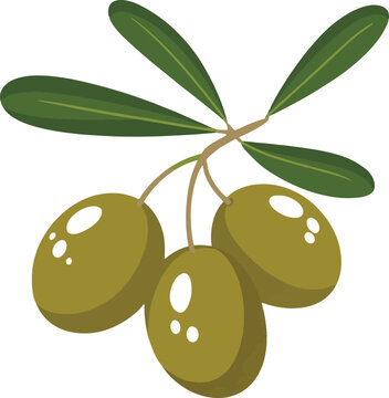 Green olive hanging from a tree with broad leaves Vector