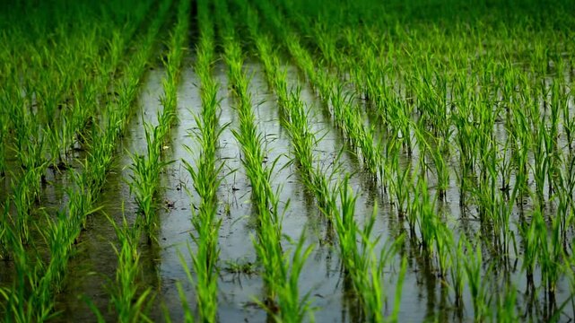 A serene video of a lush green rice field with young plants growing in rows in a flooded paddy.