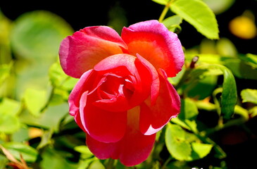 Fototapeta premium Summer Flowers in Descansos Garden